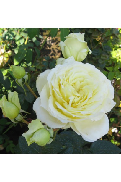 Троянда Ельф – ніжна зелено-біла палітра.