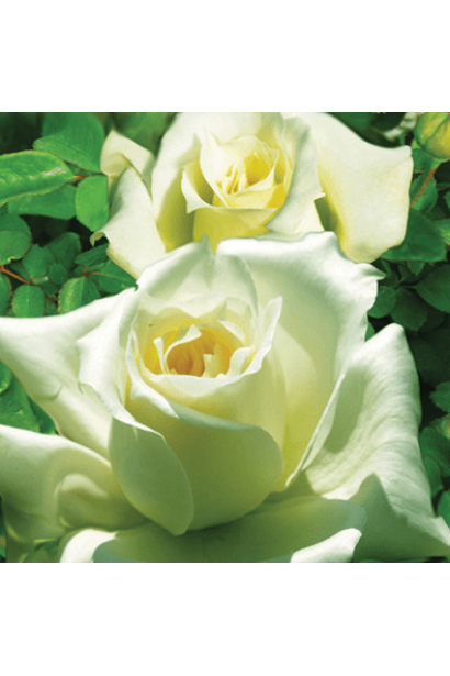 Троянда Ельф – свіжість зелено-білого відтінку.