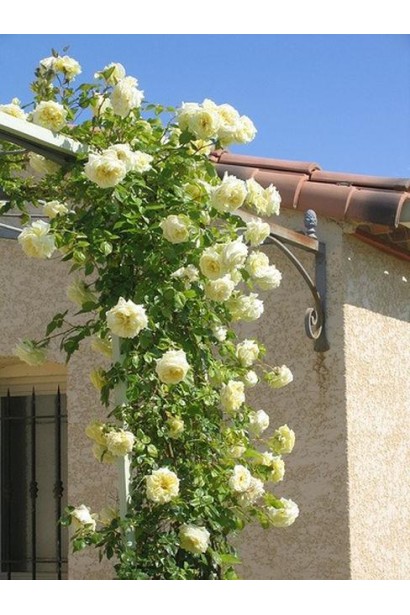 Троянда плетиста Ельф зел.-біла/Climbing rose Elf green-white