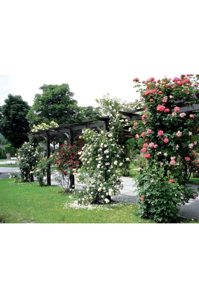 Троянда Ельф – чарівна краса пергол.