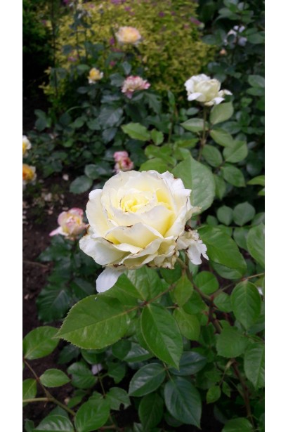 Троянда плетиста Ельф зелено-біла