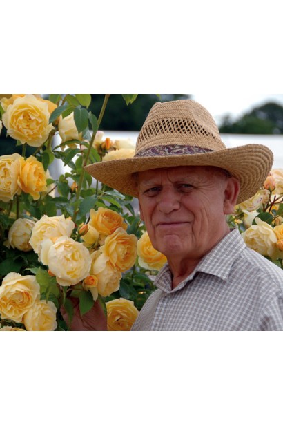 Роза плетистая Пилигрим – изящные цветы желтого цвета