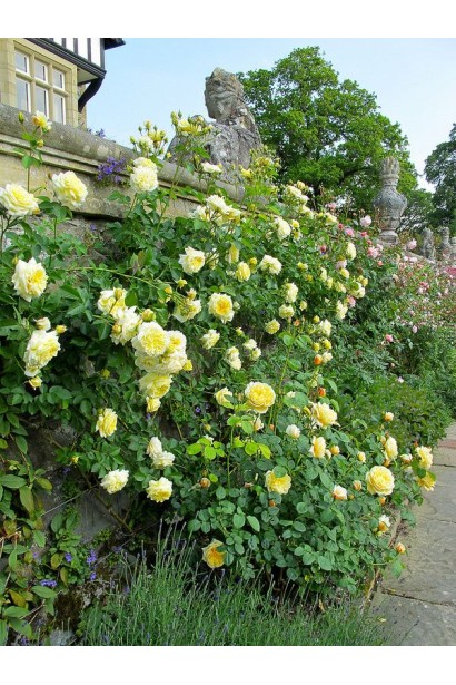 Rosa Pilgrim – солнечная красота плетистого куста.