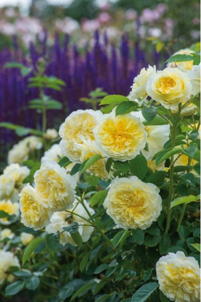 Роза плетистая Пилигрим желтая