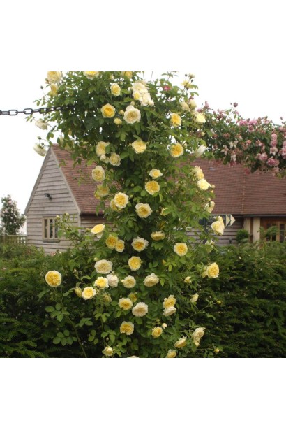Роза Пилигрим – идеальный выбор для арок и заборов.