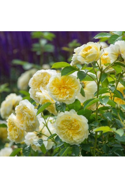 Роза плетистая Пилигрим – нежные желтые бутоны.