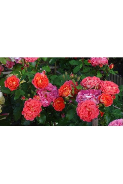 Роза флорибунда Братья Гримм оранжевая