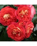 Троянда флорібунда Брати Грімм помаранчева | Роза флорибунда Братья Гримм оранжевая | Floribunda rose Gebruder Grimm orange
