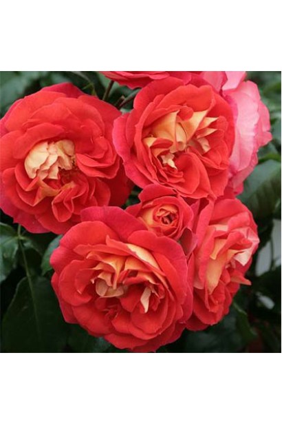 Роза Братья Гримм – грациозные лепестки солнца