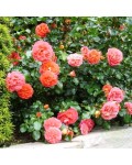Троянда флорібунда Брати Грімм помаранчева | Роза флорибунда Братья Гримм оранжевая | Floribunda rose Gebruder Grimm orange