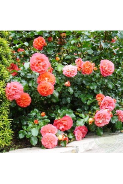 Роза Братья Гримм – яркие оранжевые цветы