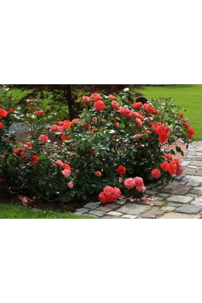 Роза Братья Гримм – оранжевая мечта для сада