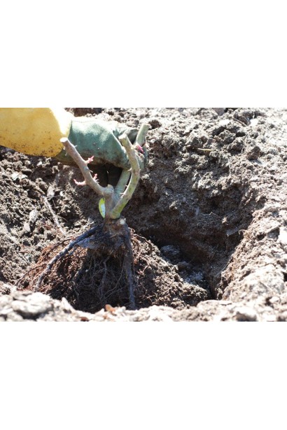 Роза флорибунда Братья Гримм – посадка саженца с голым корнем