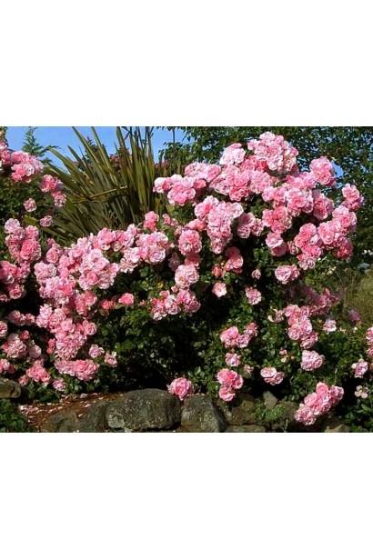 Роял Боніка – вишуканий вибір для ландшафту