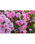 Роза флорибунда Роял Боника розовая | Троянда флорібунда Роял Боніка рожева | Floribunda Rose Royal Bonica pink