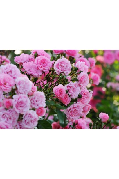 Троянда флорібунда Роял Боніка – ніжно-рожеві квіти