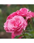 Троянда флорібунда Роял Боніка рожева | Роза флорибунда Роял Боника розовая | Floribunda Rose Royal Bonica pink