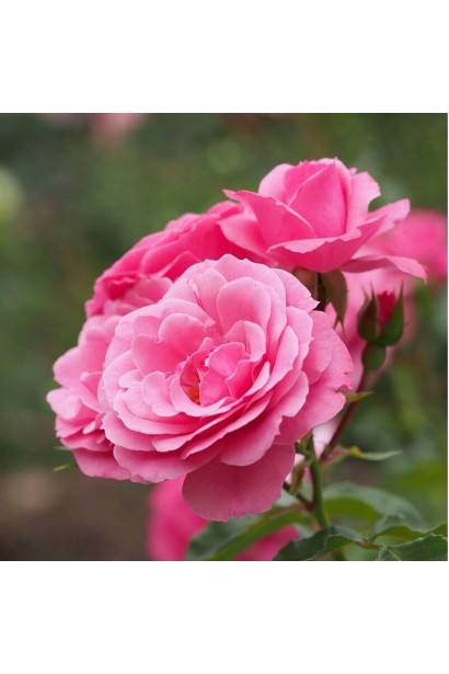 Троянда флорібунда Роял Боніка