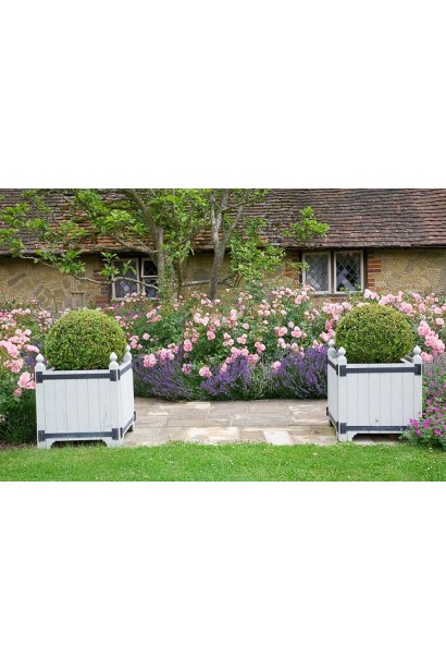 Кущ троянди Роял Боніка на клумбі