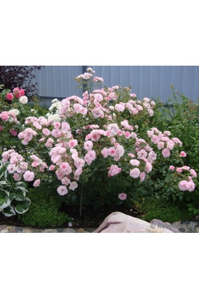 Кущ Троянди флорібунда Роял Боніка