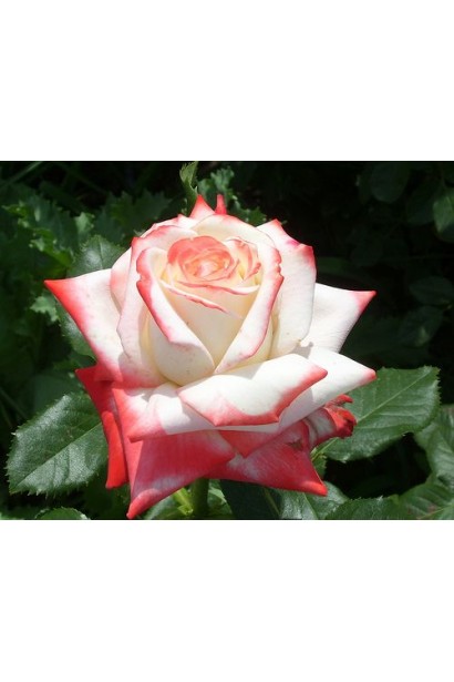 Троянда Імператриця Фарах – витончені пелюстки