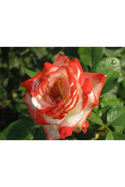 Hybrid tea rose Empress Farah white with red edging