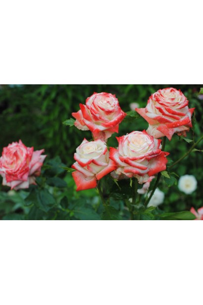 Троянда чайно-гібридна Імператриця Фарах