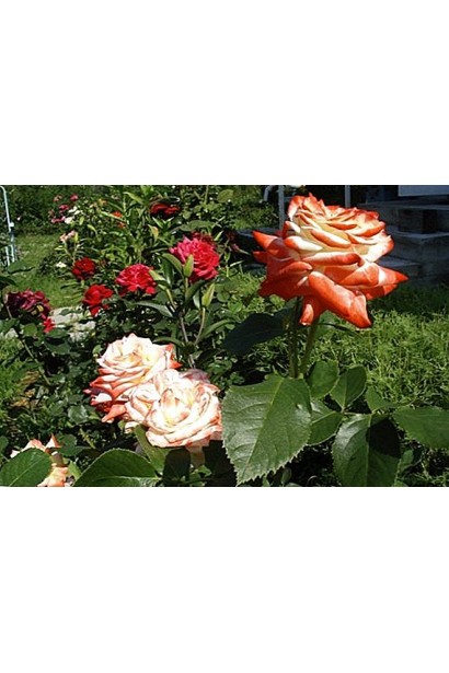 Кущ троянди Імператриця Фарах у саду