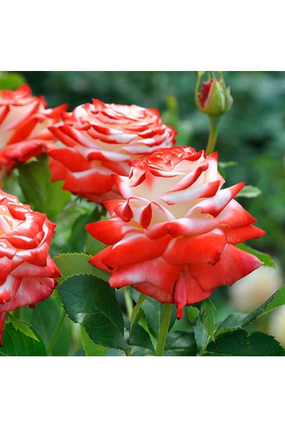 Троянда Імператриця Фарах – біла з червоним