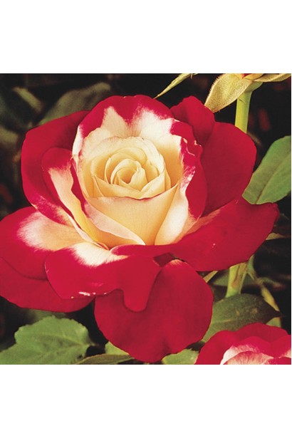 Роза Дабл Делайт – белая с малиновым кантем