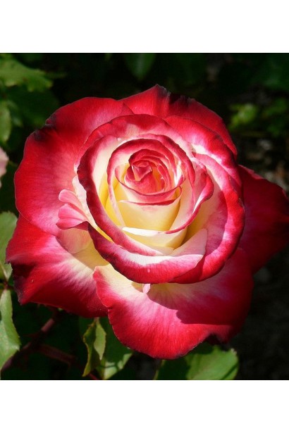 Роза чайно-гибрид. Дабл Делайт белая с малиновым кантом