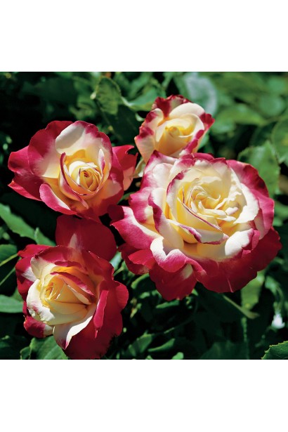 Роза Дабл Делайт – акцент в саду