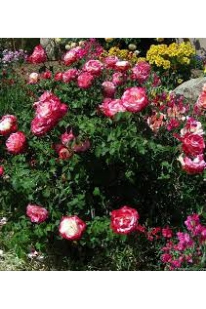 Куст роз Дабл Делайт на клумбе