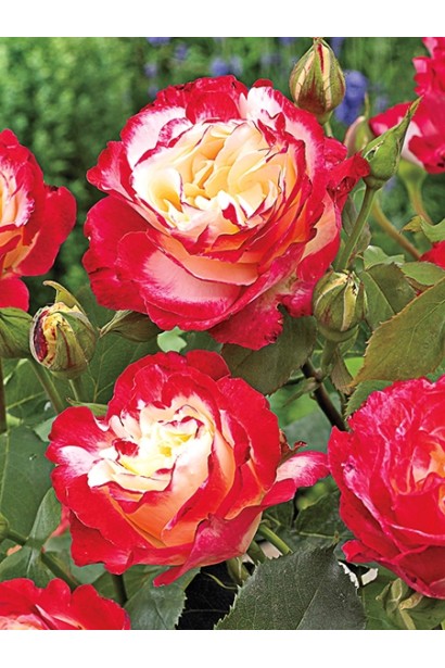 Роза чайно-гибридная Дабл Делайт