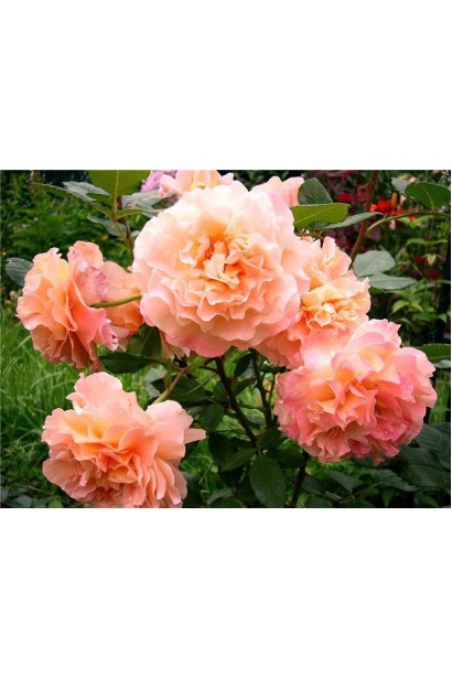 Троянда Августа Луїза – рожево-персикова палітра