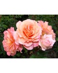 Троянда чайно-гібридна Августа Луїза рож.-персикова | Роза чайно-гибридная Августа Луиза роз.-персиковая | Hybrid tea rose Augusta Luise pink-peach