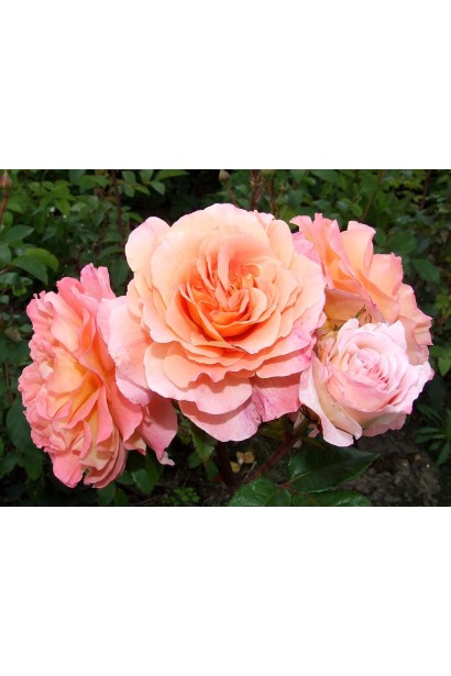 Троянда чайно-гібридна Августа Луїза