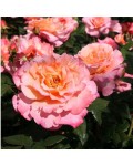 Троянда чайно-гібридна Августа Луїза рож.-персикова | Роза чайно-гибридная Августа Луиза роз.-персиковая | Hybrid tea rose Augusta Luise pink-peach