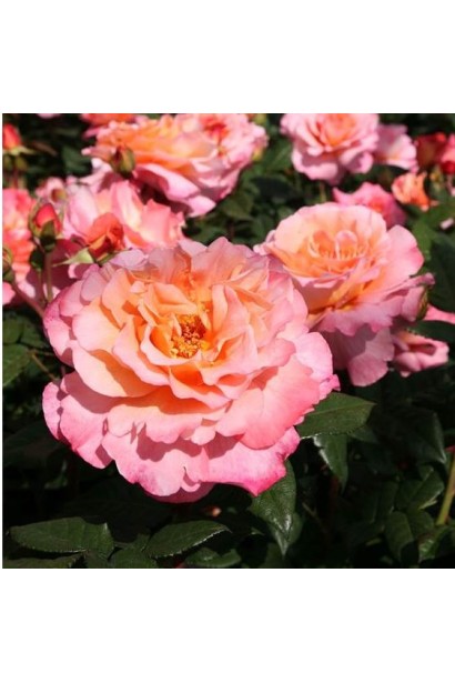 Рожево-персикові пелюстки троянди Августа Луїза