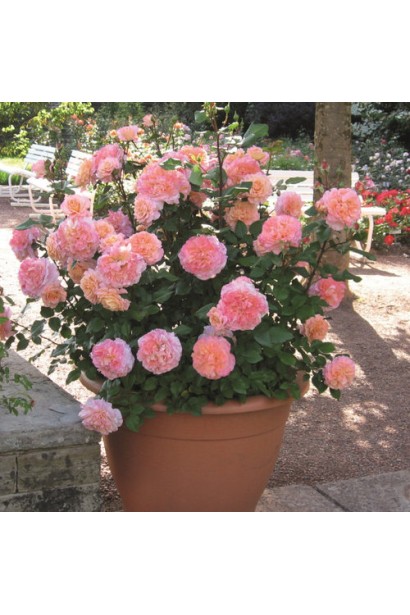 Троянда Августа Луїза – прикраса вашого саду