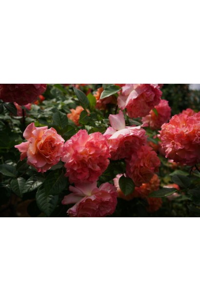 Hybrid tea rose Augusta Luise