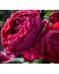 Троянда чайно-гібридна Аскот червона | Роза чайно-гибридная Аскот красная | Hybrid tea rose Ascot red