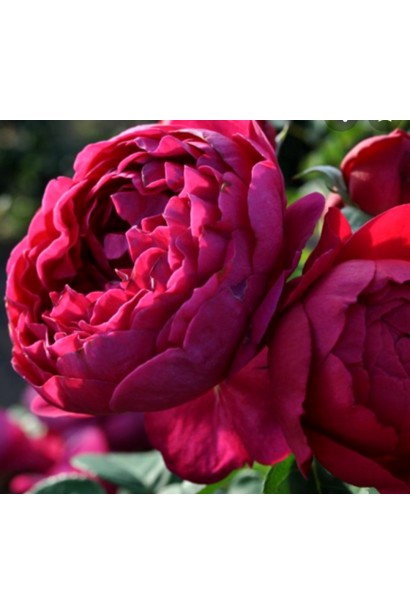 Троянда Аскот – розкішні червоні бутони