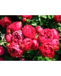 Роза чайно-гибридная Аскот красная | Троянда чайно-гібридна Аскот червона | Hybrid tea rose Ascot red