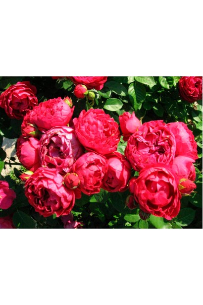 Кулясті червоні квіти троянди Аскот