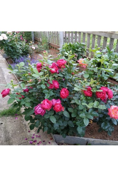 Кущ Троянди чайно-гібридної Аскот