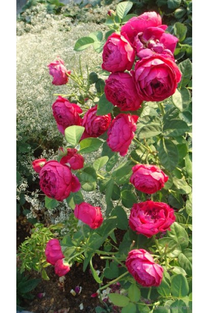 Троянда чайно-гібридна Аскот червона