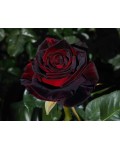 Троянда чайно-гібридна Блек Баккара (темно-червона) | Роза чайно-гибридная Блэк Баккара (темно-красная) | Hybrid tea rose Black Baccara (dark red)
