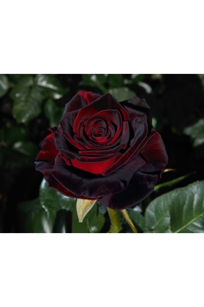 Троянда чайно-гібридна Блек Баккара (темно-червона)