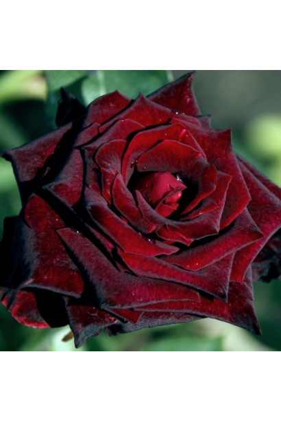 Троянда Блек Баккара – глибокий темно-червоний колір